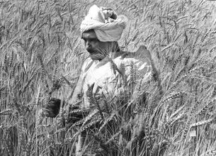 Farmer stands amidst and inspects his bumper crop of wheat in Punjab