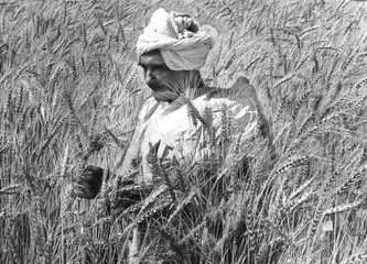 Farmer stands amidst and inspects his bumper crop of wheat in Punjab