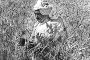 Farmer stands amidst and inspects his bumper crop of wheat in Punjab