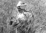 Farmer stands amidst and inspects his bumper crop of wheat in Punjab