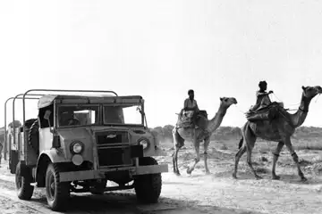 US Army Canadian Military Pattern Trucks ride alongside Camels in India