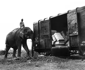 An elephant pushes a loaded railroad car onto the tracks in Assam