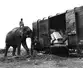 An elephant pushes a loaded railroad car onto the tracks in Assam