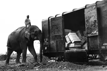 An elephant pushes a loaded railroad car onto the tracks in Assam