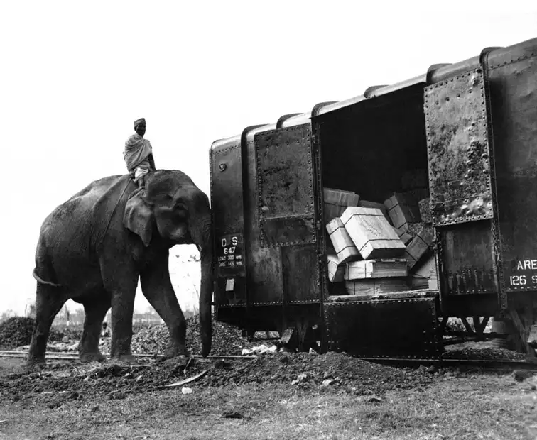 An elephant pushes a loaded railroad car onto the tracks in Assam